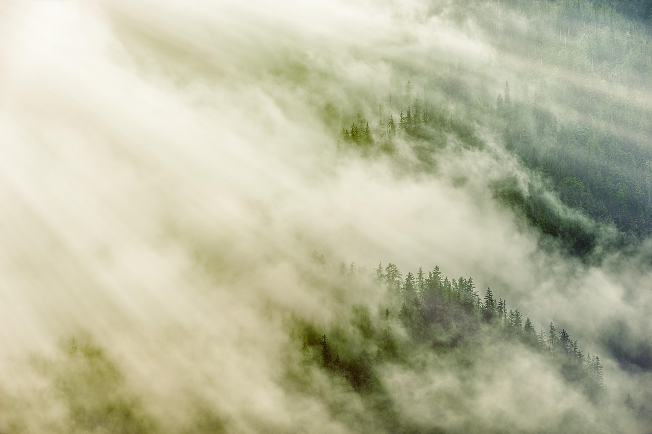forest, fog, shine, pine, nature, trees, landscape, clouds, fairy tale, mood, dark, mysterious, mystical, green, magic, the atmosphere, mountain, hill, slope, forest, forest, shine, pine, green, green, magic, magic, magic, magic, magic